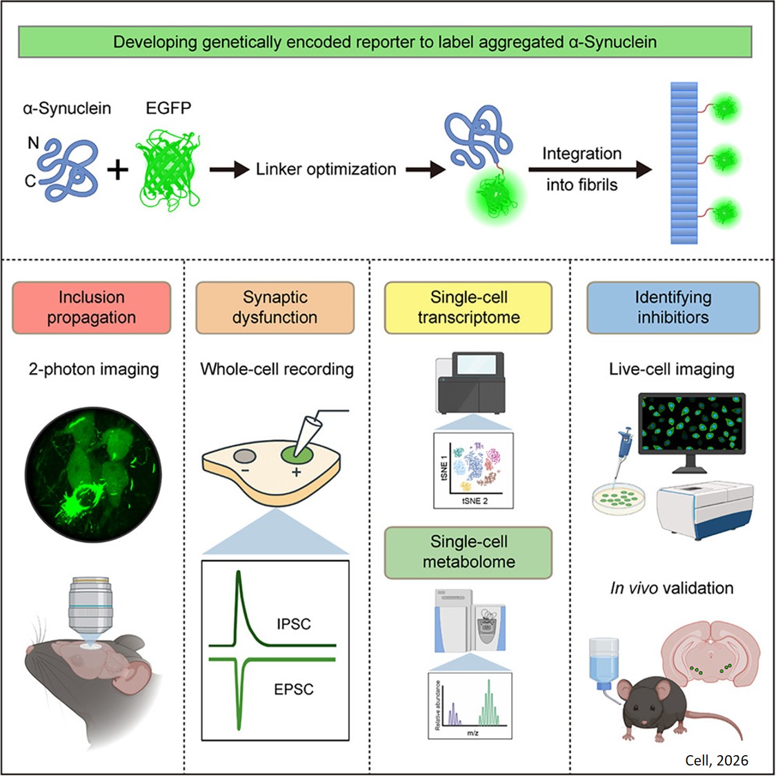 Genetically encoded fluorescent reporters to visualize α-synuclein pathology in live brain