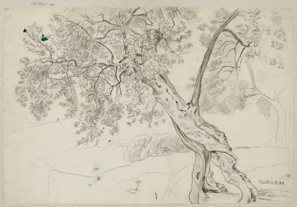 Olive Trees in Tivoli 1880