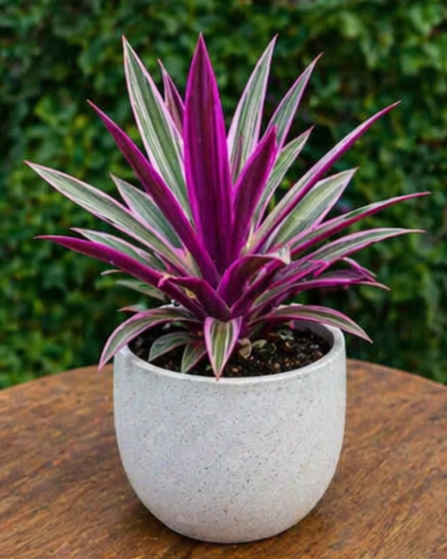 Rhoeo Oyster Plant — view 6