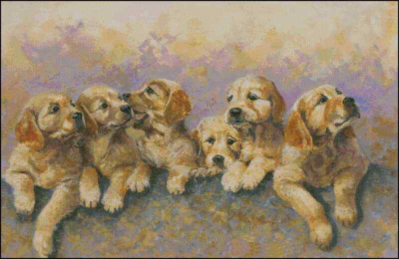CMP 400797 Puppies