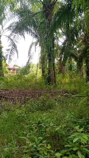 Tanah Pertanian Bukit Cerakah Seksyen U15 — foto 10/10