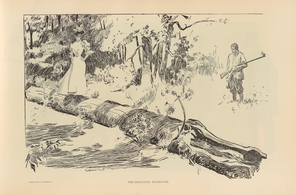The sagacious woodcock 1893 1900