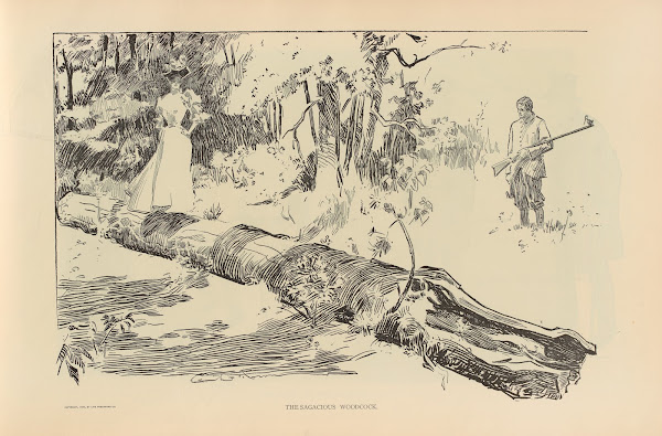 The sagacious woodcock 1893 1900