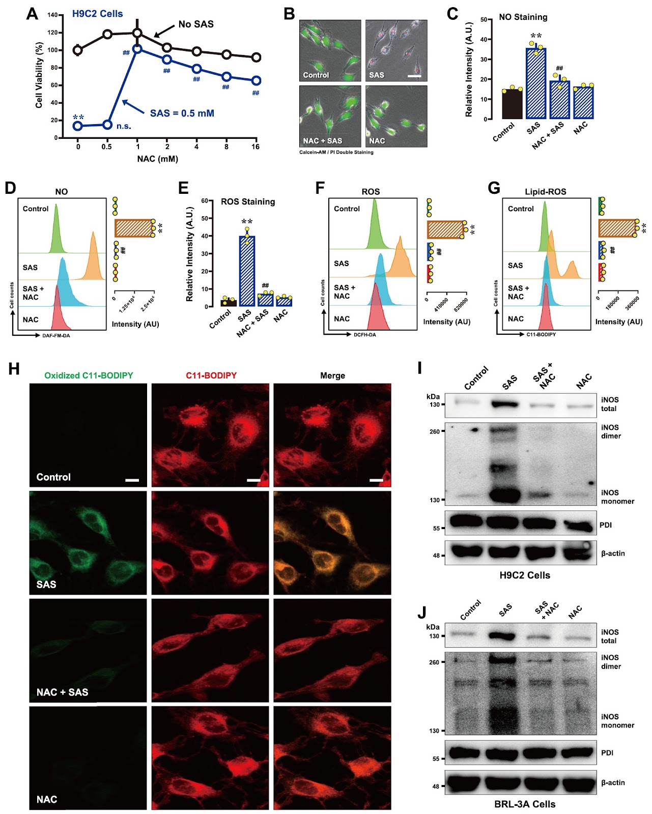 Characterization of the mechanisms underlying sulfasalazine-induced ferroptotic cell death: role of protein disulfide isomerase-mediated NOS activation and NO accumulation