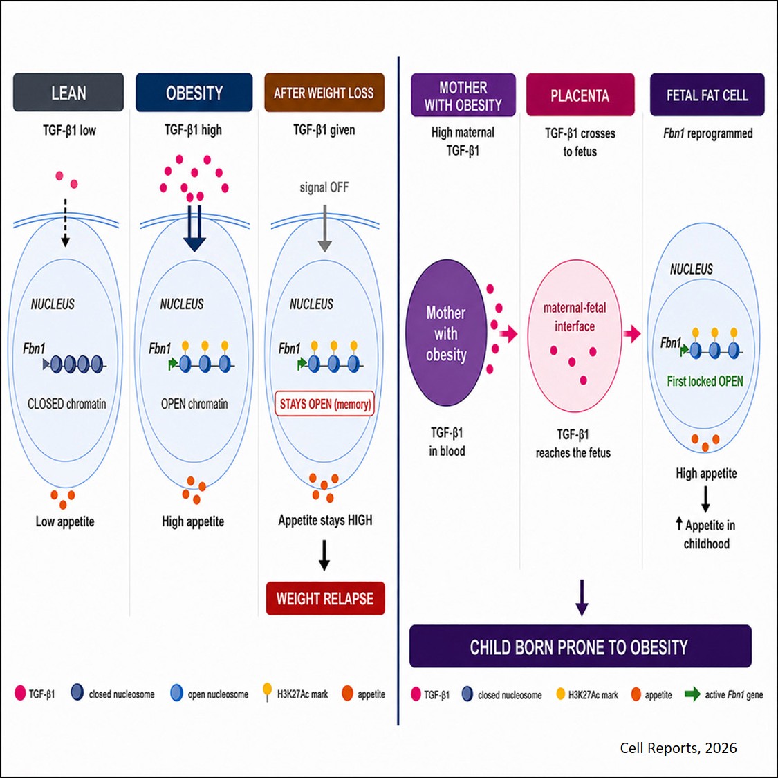 Adipose TGFβ-asprosin memory promotes obesity relapse and offspring obesity susceptibility