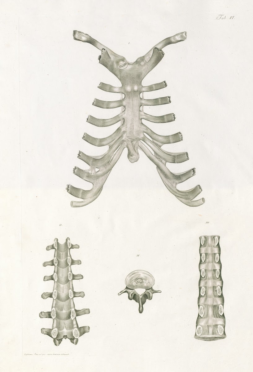 Floriani Caldani tabulae anatomicae ligamentorum corporis humani Pl06 1803