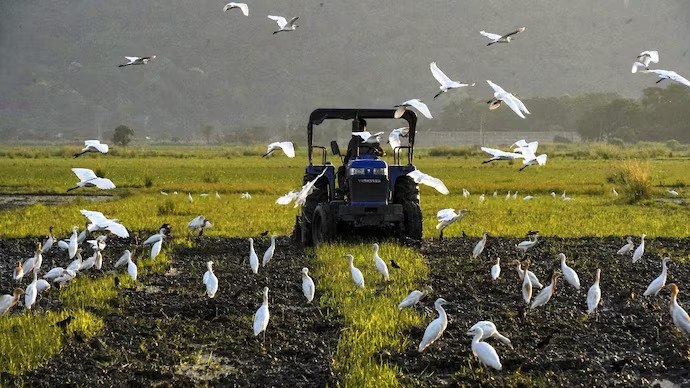 Telangana Farmers Reap Savings with AI Weather Forecasts
