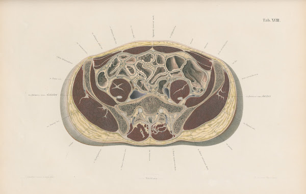Topographisch anatomischer Atlas nach Durchschnitten an gefrornen Cadavern Pl20