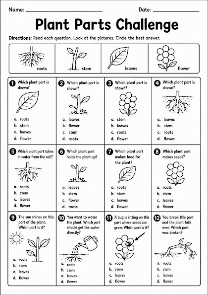Plant Parts Challenge