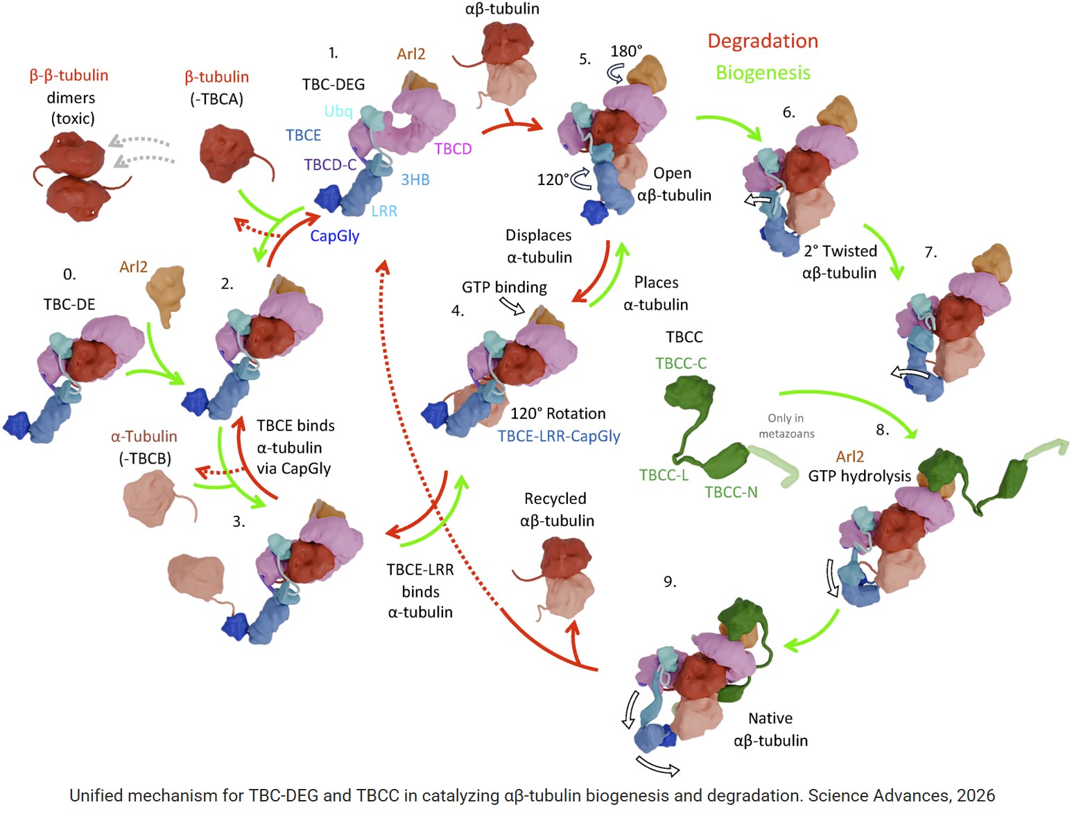 A unified mechanism for tubulin cofactors catalyzing α/β-tubulin biogenesis and degradation