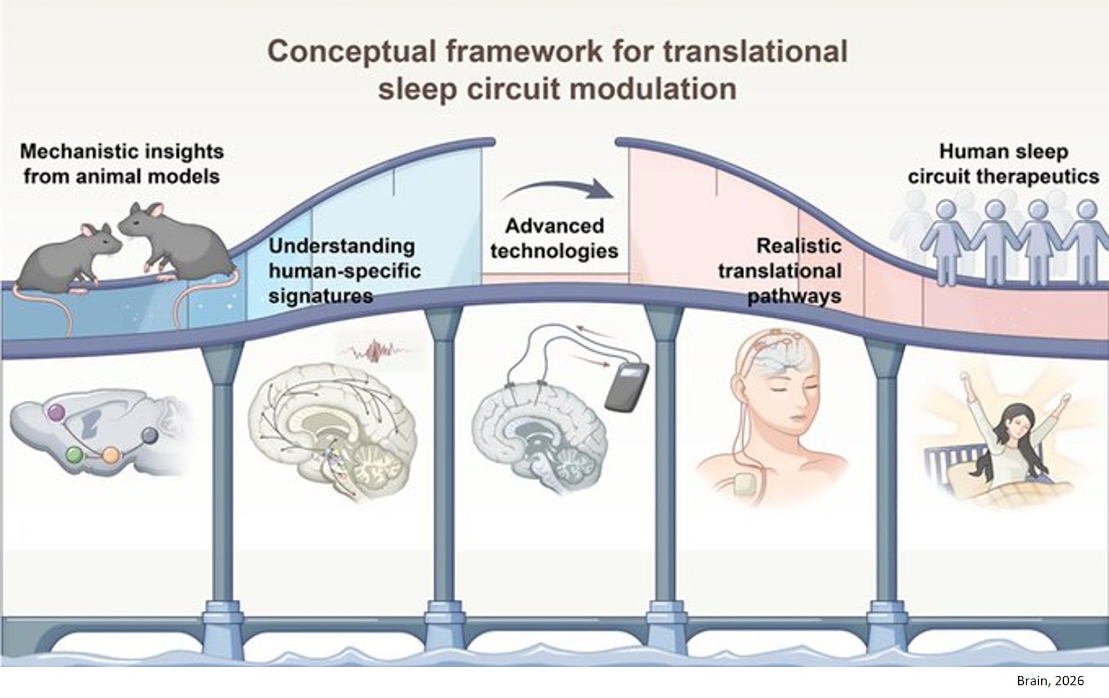 Sleep circuit modulation: from animal models to human translation
