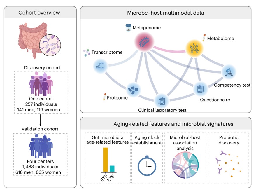 A gut bacterium and its metabolite found to delay aging