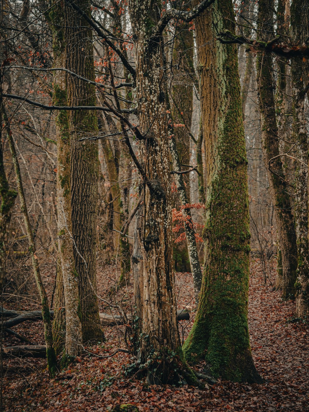 주차 지옥 피하는 법? 사려니숲길 주차 꿀팁과 필수 준비물