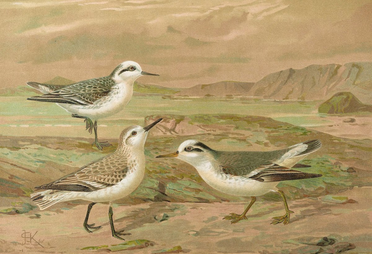Phalaropus fulicarius Phalaropus lobatus Calidris arenaria