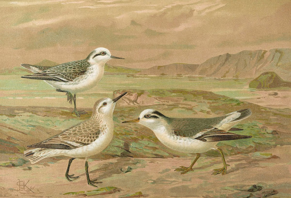 Phalaropus fulicarius Phalaropus lobatus Calidris arenaria