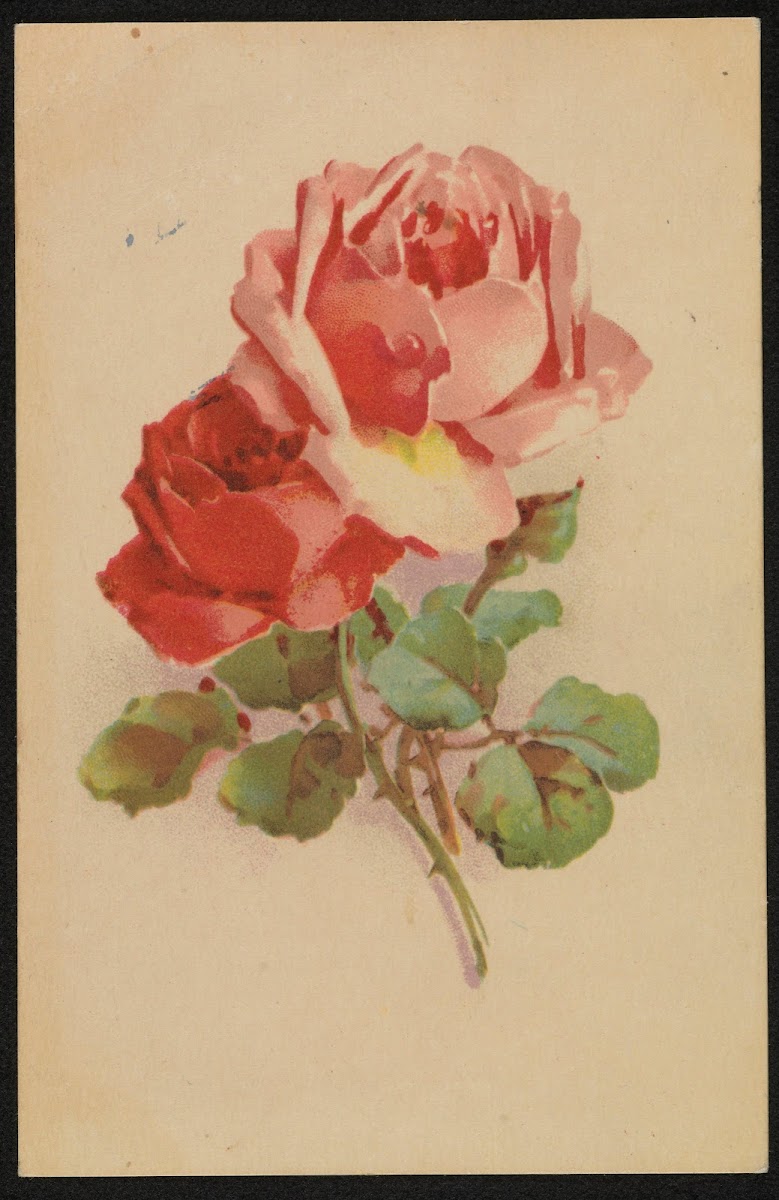 Czerwone róże 1947