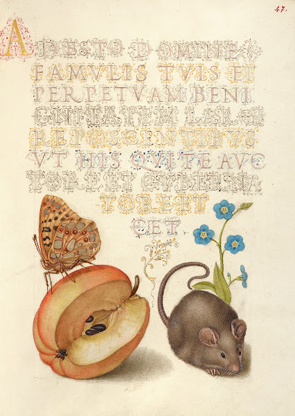 Queen of Spain Fritillary Apple Mouse and Creeping Forget Me Not 15611596