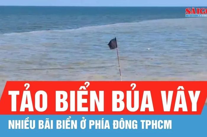 Tảo biển bủa vây nhiều bãi biển ở phía Đông TPHCM - Báo Sài Gòn Giải Phóng