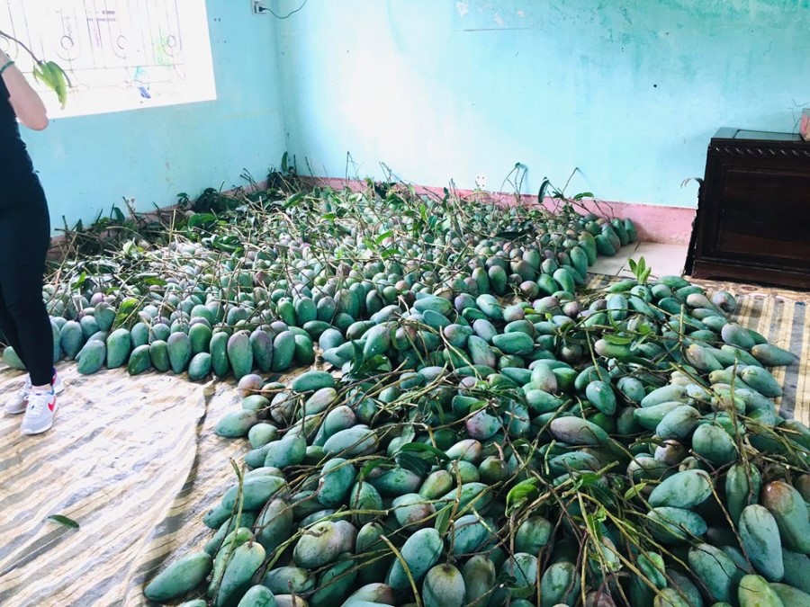 Công đoàn Trường Đại học Tây Bắc hỗ trợ nông dân xã Chiềng Ngần, thành phố Sơn La tiêu thụ nông sản trái cây