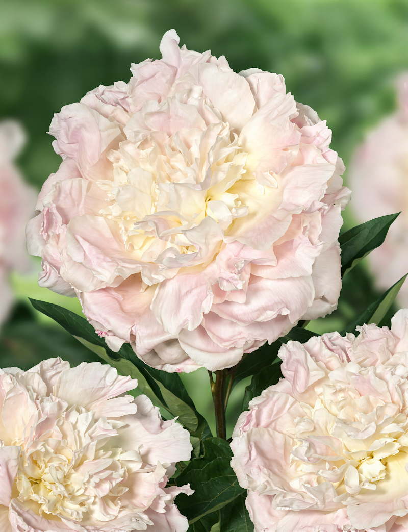 Paeonia lactiflora 'Florence Nicholls' fiore bianco doppio in giardino elegante