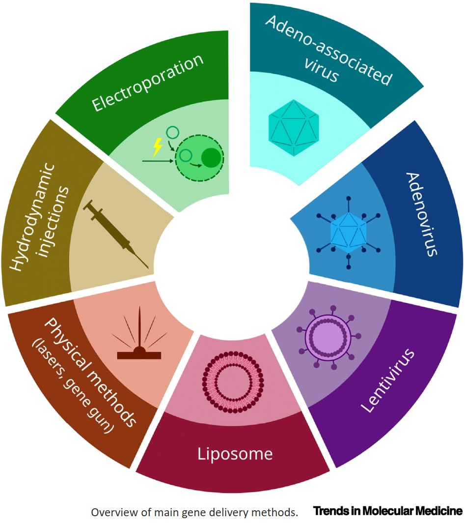 Gene therapy for aging and longevity