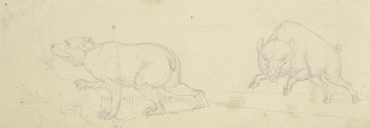Ein Bär und ein angriffslustiges Wildschwein