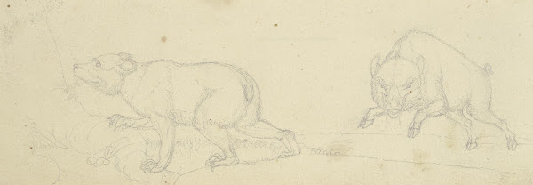 Ein Bär und ein angriffslustiges Wildschwein
