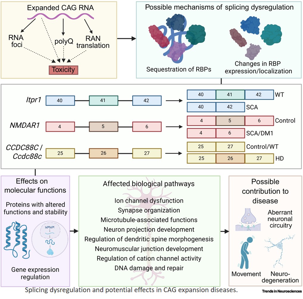 Role of splicing dysregulation in CAG repeat expansion diseases