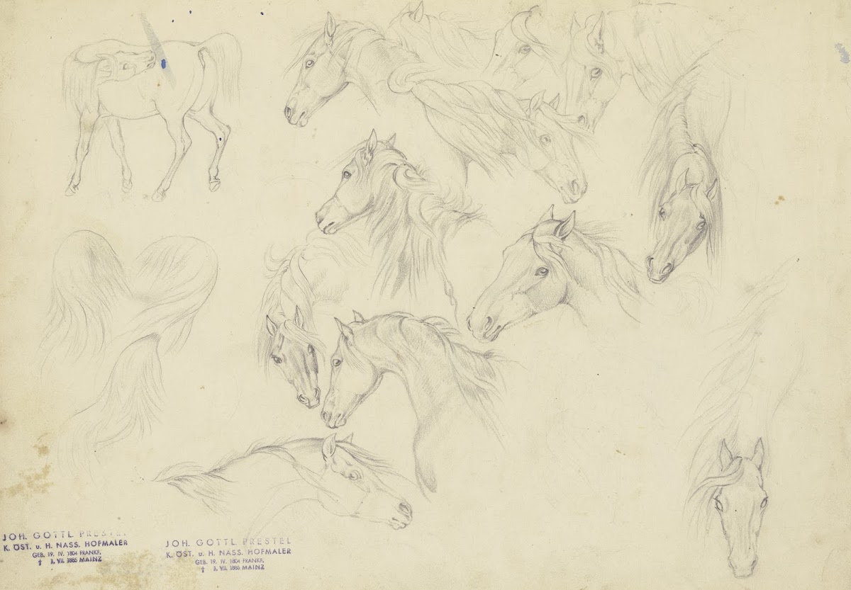 Study sheet Horses heads