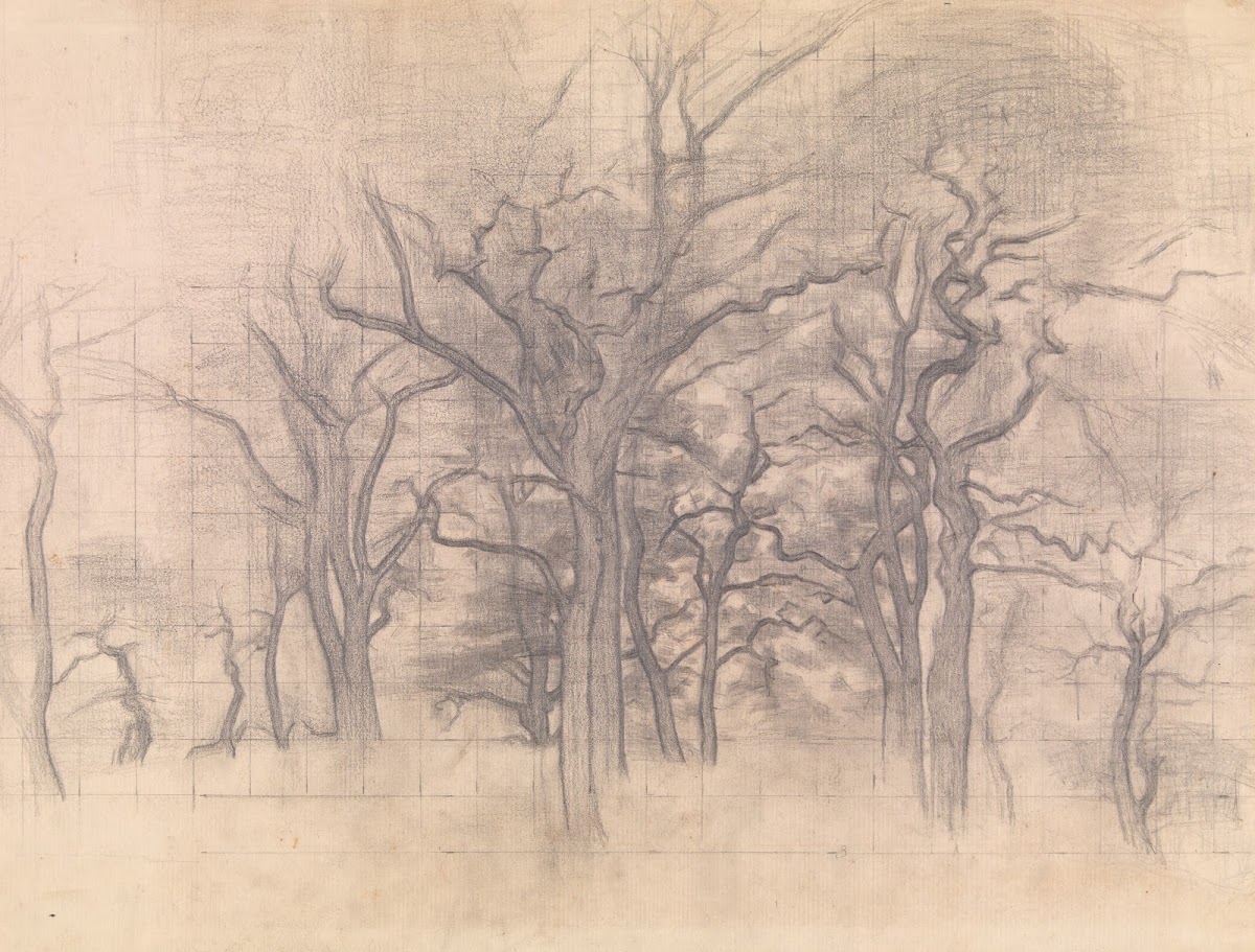 Oak Trees 1899  1902