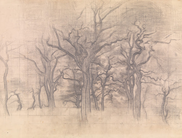 Oak Trees 1899  1902