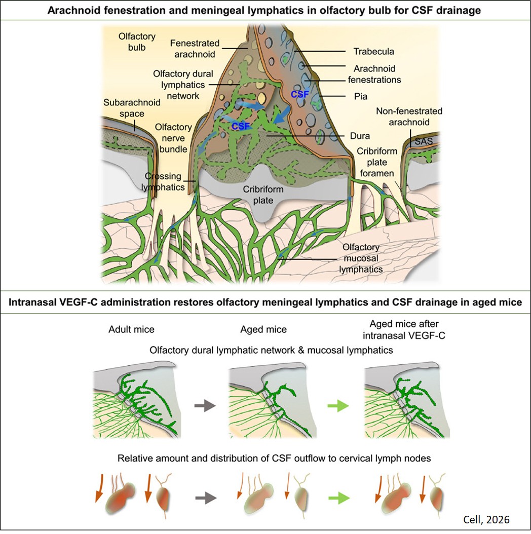 CSF clearance through arachnoid fenestrations to olfactory meningeal lymphatics