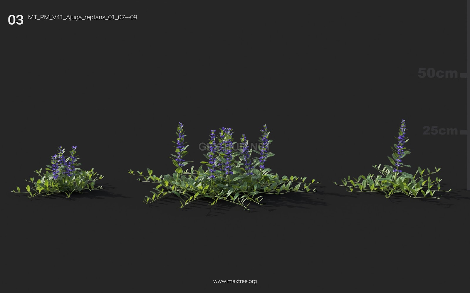 Maxtree - Plant Models Vol.41