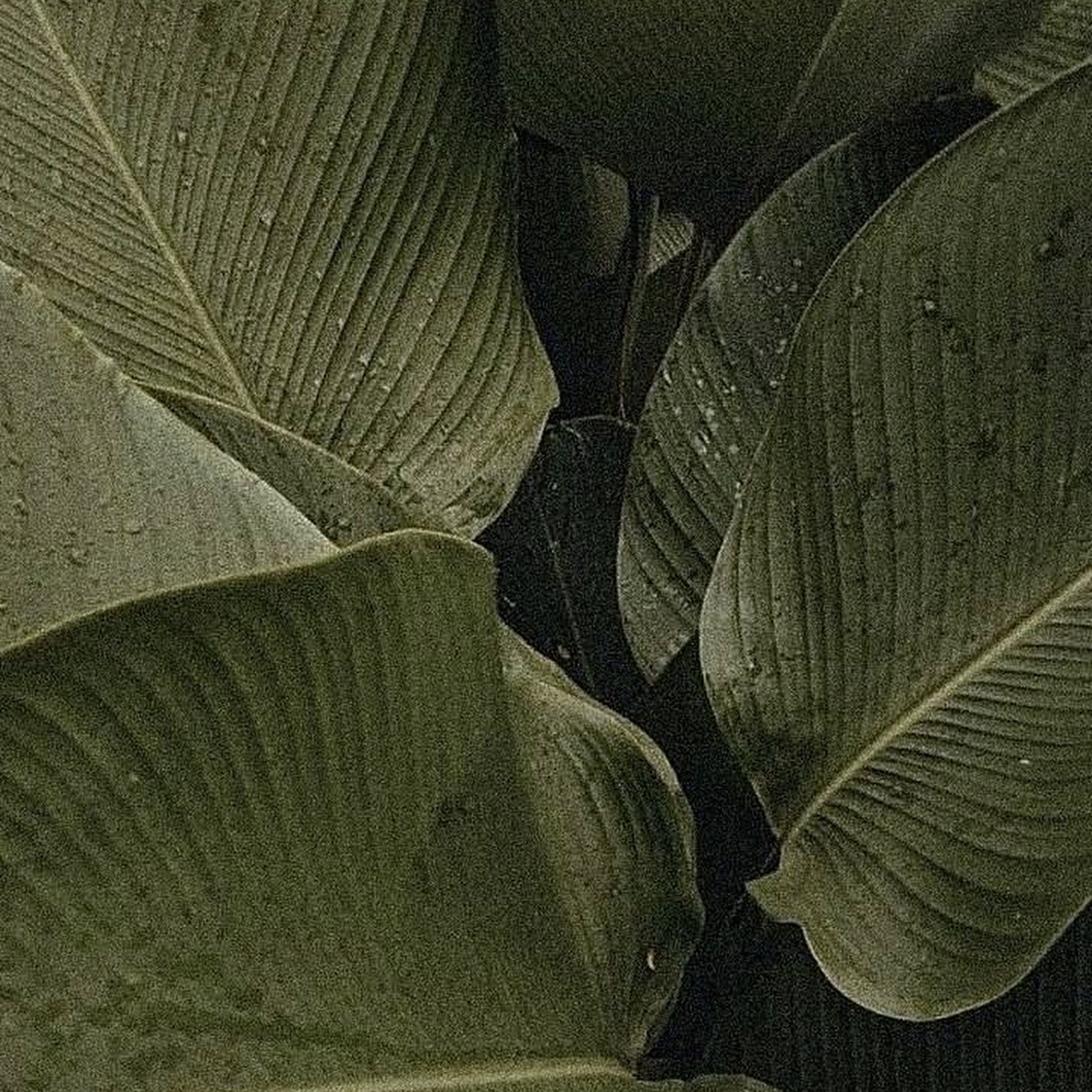 Download Lush Green Tropical Leaves iPhone