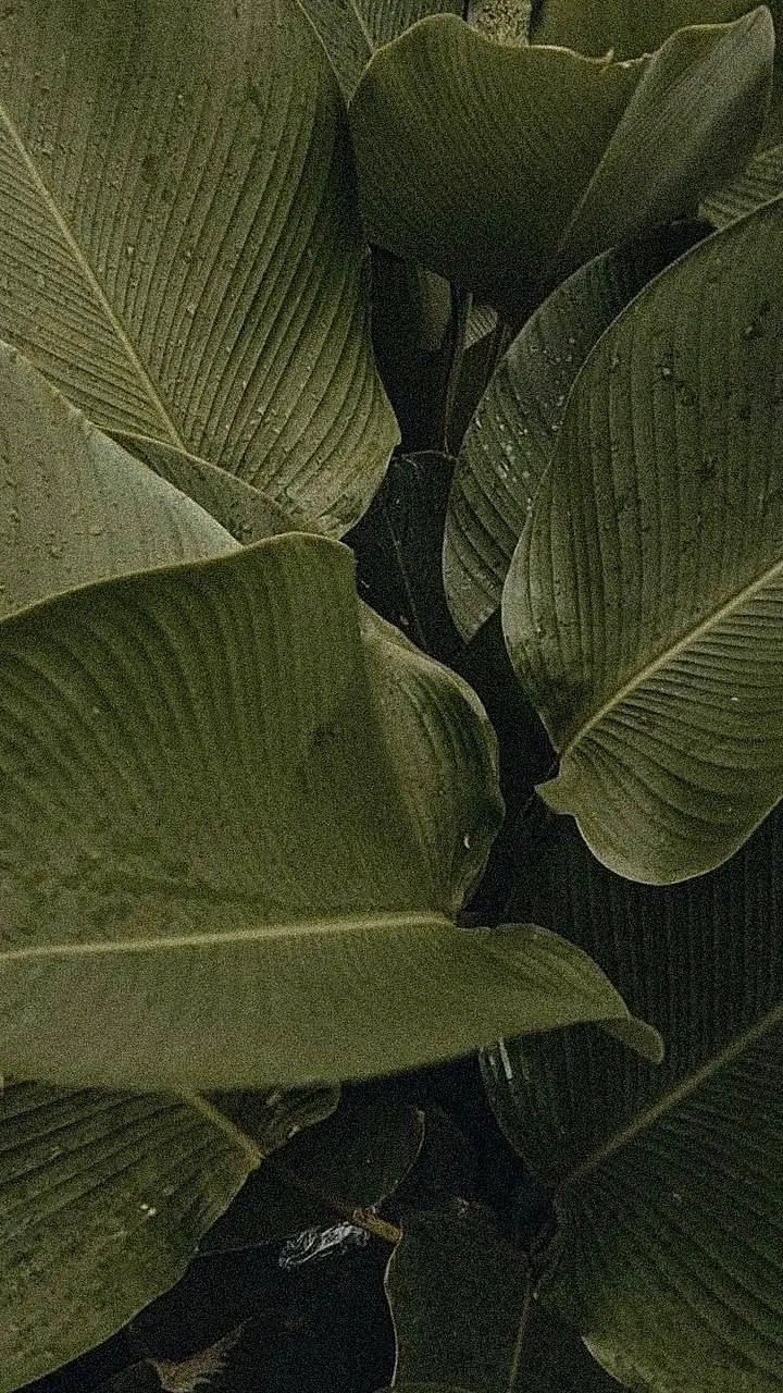 Lush Green Tropical Leaves - Nature Photography iPhone Wallpaper (720x1280)