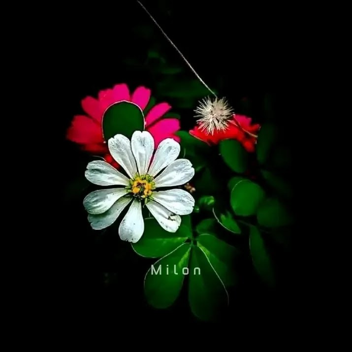 মোখতারুল ইসলাম মিলন