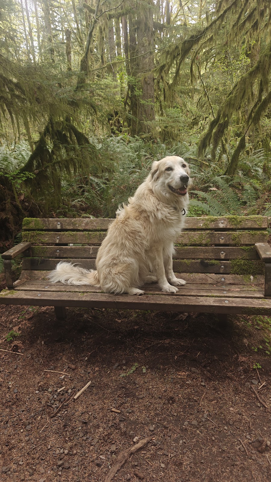 Rugged Pet Gear and Canine Nutrition with Traveling Dogs