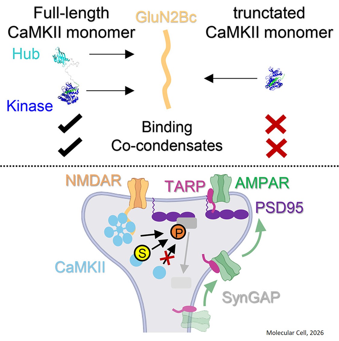 CaMKII monomers are sufficient for GluN2B binding, co-condensation, and synaptic potentiation