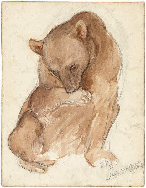 A sketch of a bear 1913