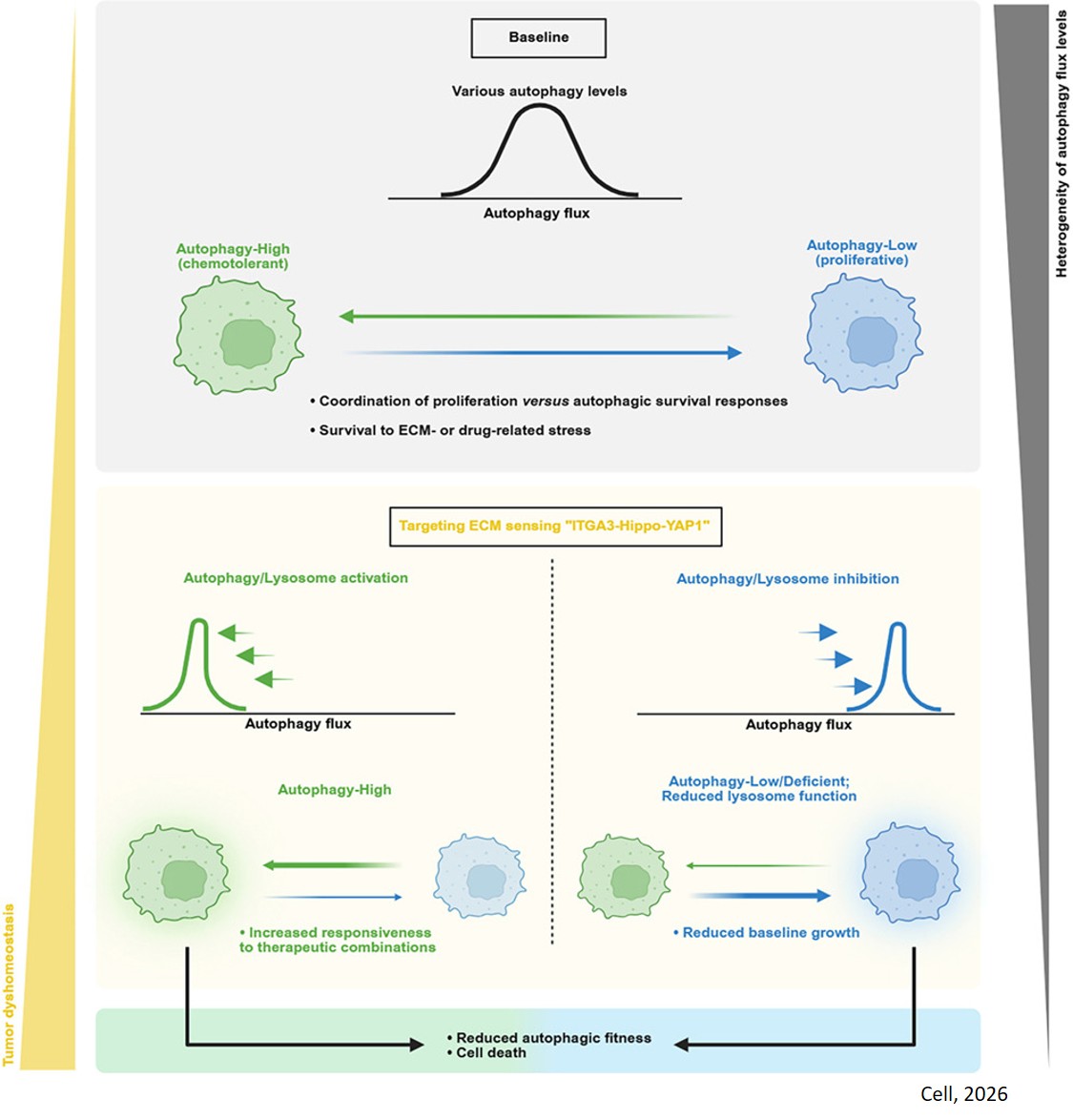 Pancreatic tumor cells regulate autophagy by sensing ECM