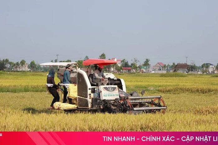 Gác lễ thu hoạch lúa xuân - Báo Hà Tĩnh