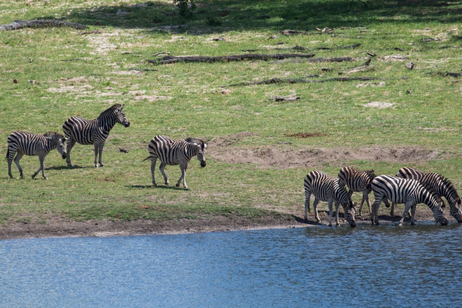 Zimbabwe Burchel's Zebras