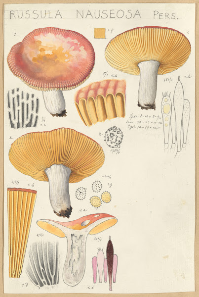 Russula nauseosa 1915 1945