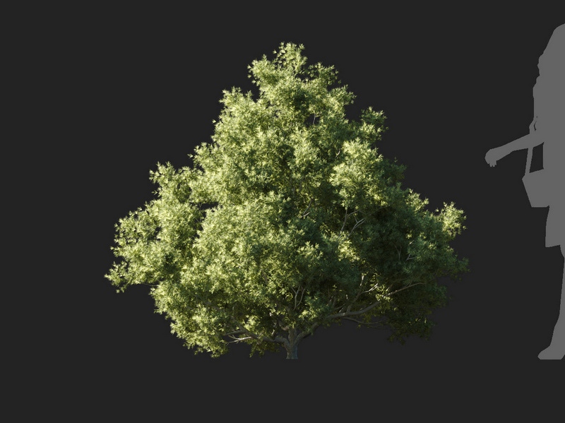 Maxtree - Plant Models Vol.127
