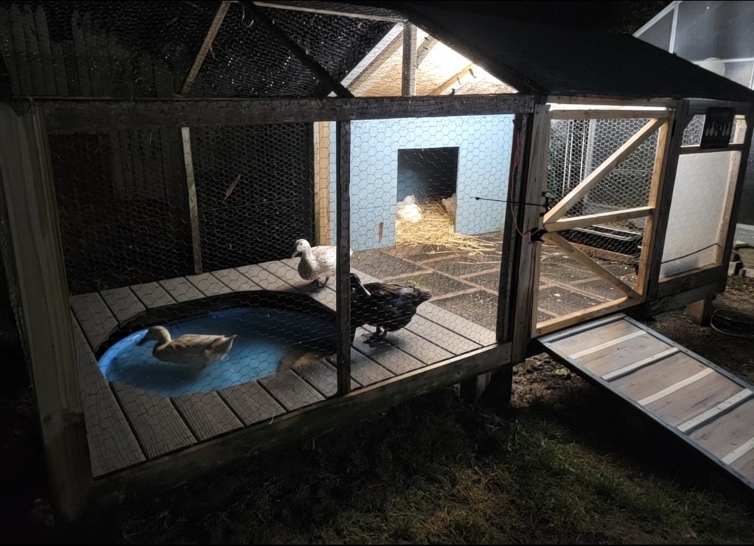 Buff Duckling, Cayuga Duckling, Welsh Harlequin Duckling