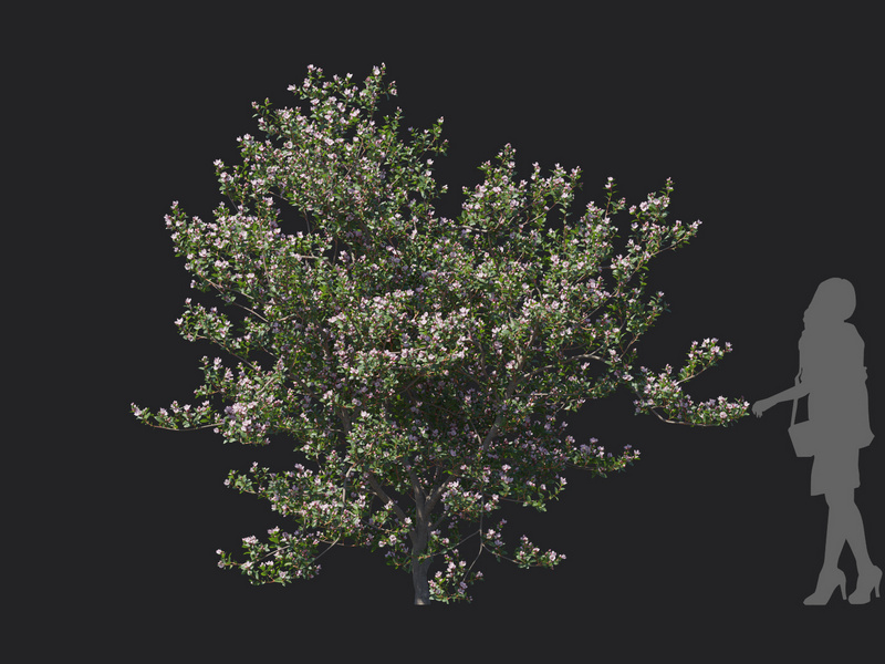 Maxtree - Plant Models Vol.129