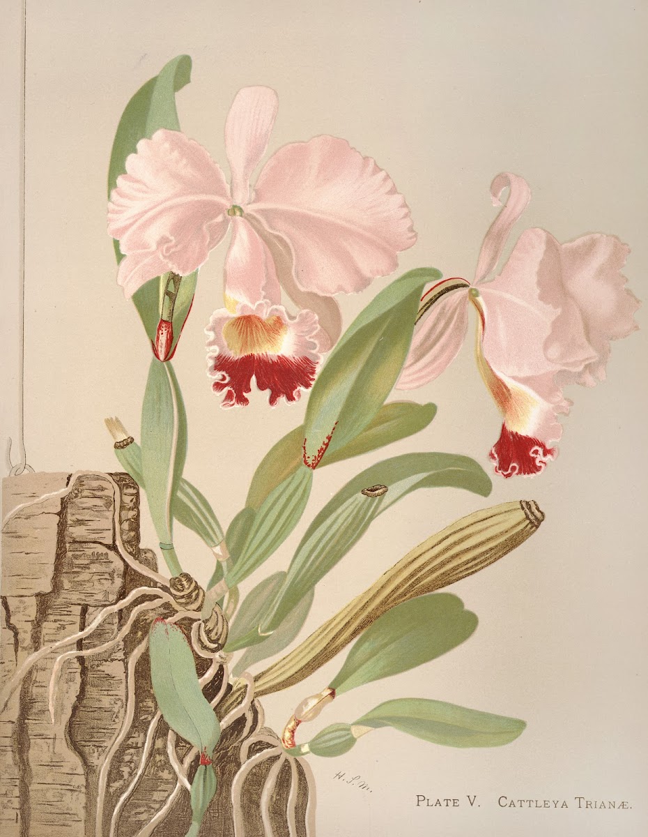 Cattleya Trianae 1885