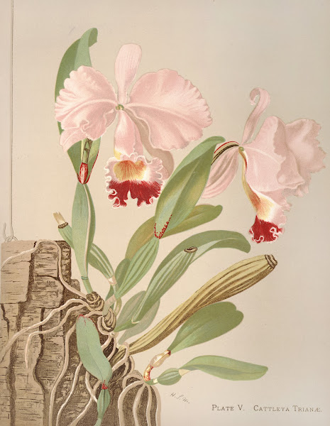 Cattleya Trianae 1885
