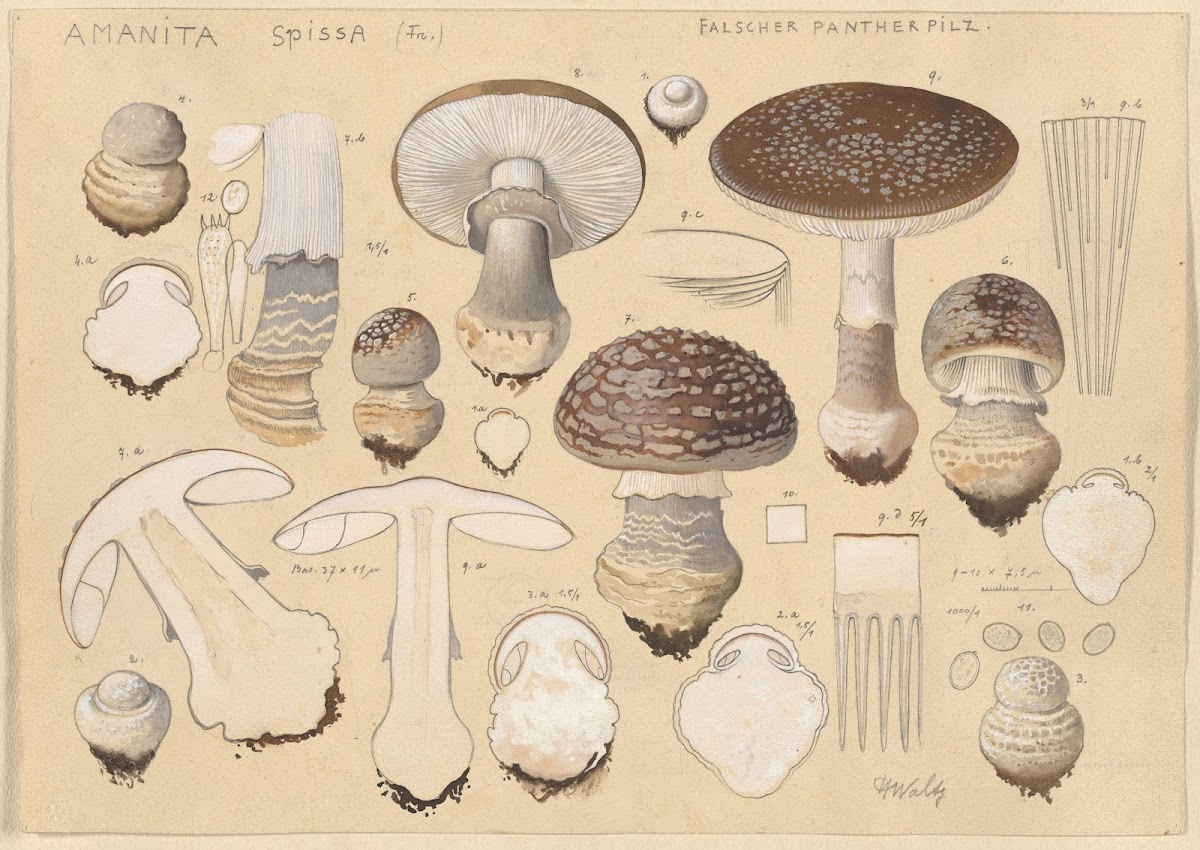 Amanita spissa Fr 1915 1945