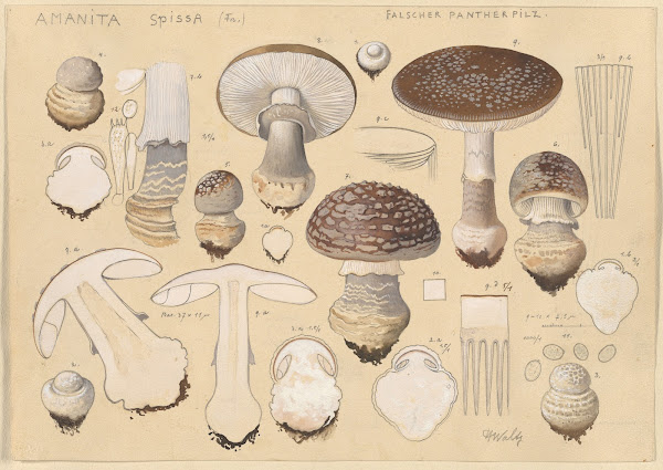 Amanita spissa Fr 1915 1945